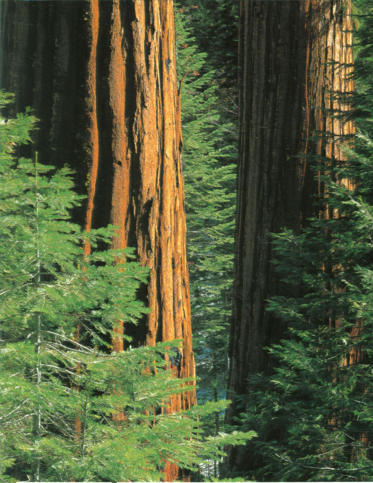 YOSEMITE: the story behind the scenery (CA).kcpu0738i